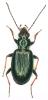 Bembidion tibiale